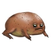 black rain frog brown